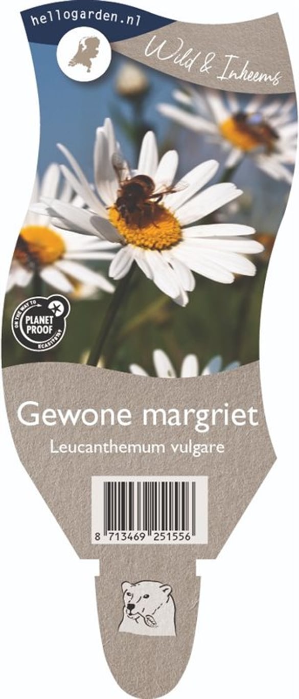 Leucanthemum vulgare - P11